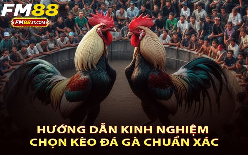 Hướng dẫn kinh nghiệm chọn kèo đá gà chuẩn xác